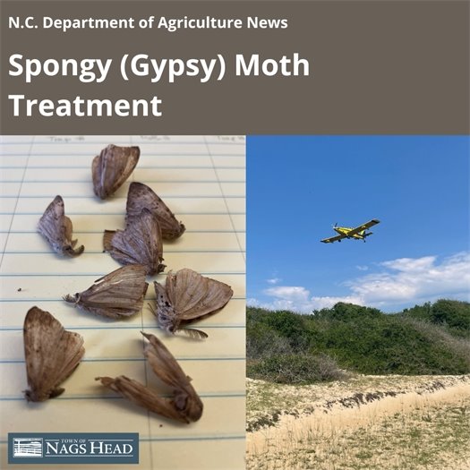 State to begin spraying for spongy moths.