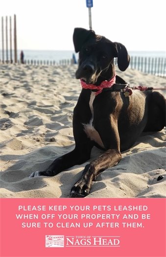 Please keep your pets leashed when off your property and be sure to clean up after them. Dog sitting on beach in Nags Head, NC.