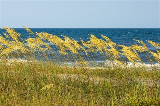 Nags Head Receives $300,000 Grant from State for dune planting. 