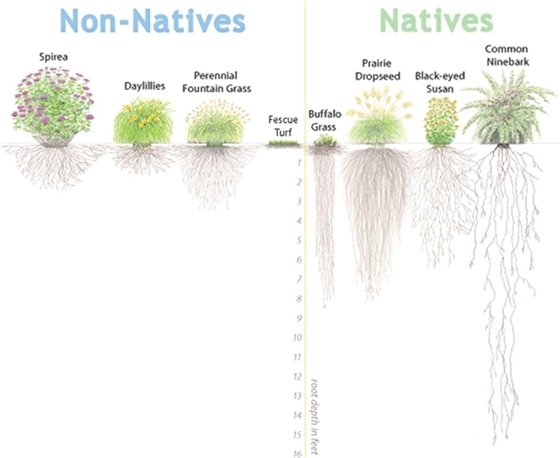 Root depth comparison non native vs native plants.
